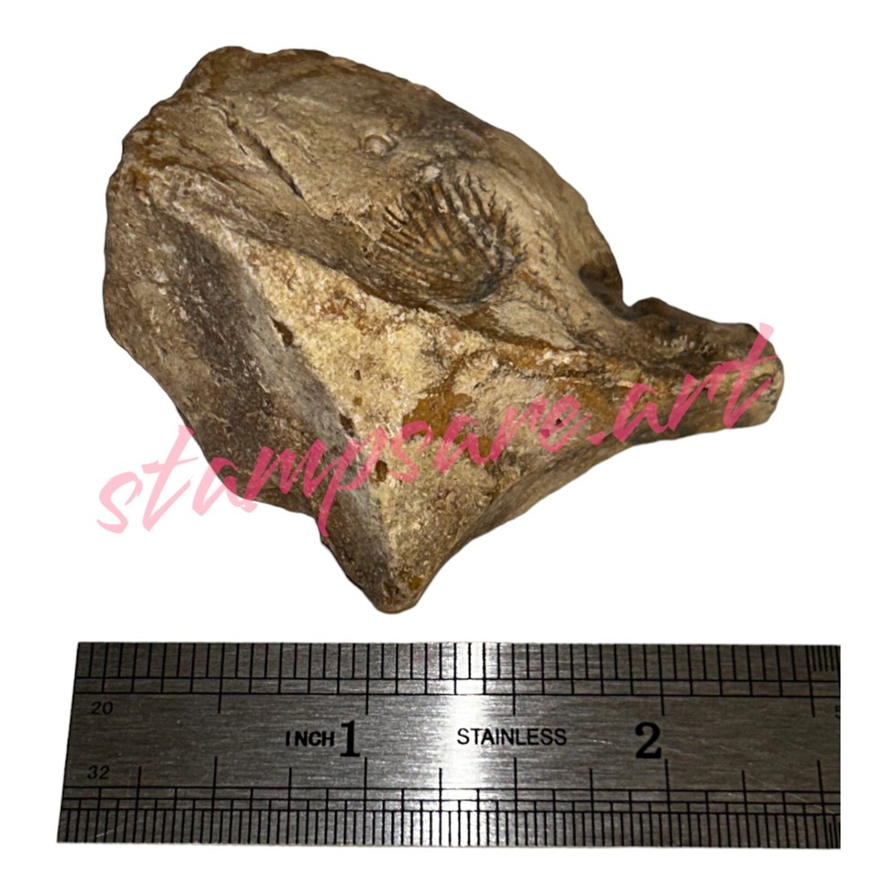 Four Imprint Fossils