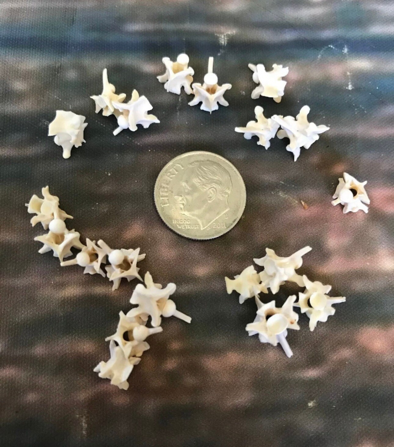 20 Real Rattlesnake Vertebrae Vertebrea Bone Gothic Art Craft Supply Jewelry Odd