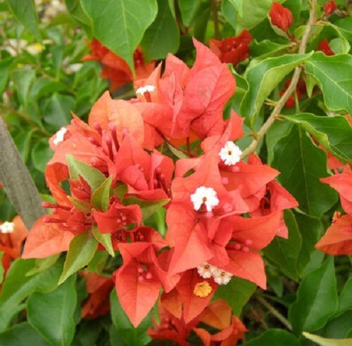 Bougainvillea - 'Flame'