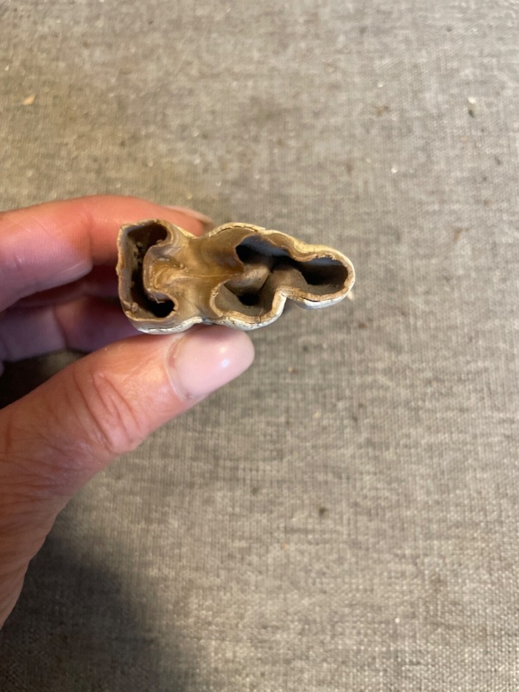ice age horse tooth