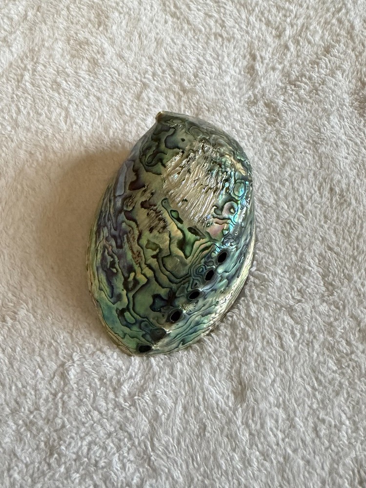 Paua Shell By Brian O’Conner