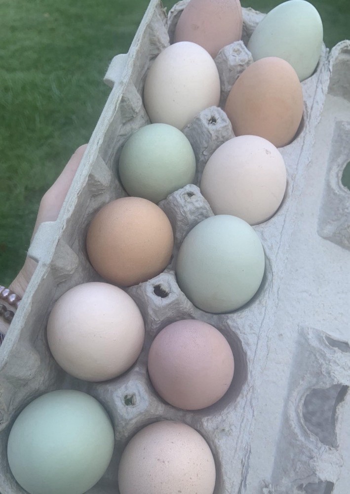 Easter Egger 12+ hatching eggs
