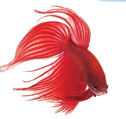 API Bettafix Betta Medication - 1.7 oz (93B)