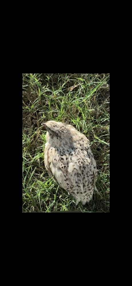 18 Celadon Blue/18 AssortedCoturnix Quail Hatching Eggs