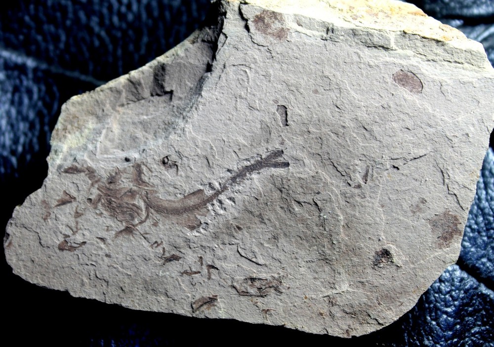 Oligocene fossil Clupeoid fish
