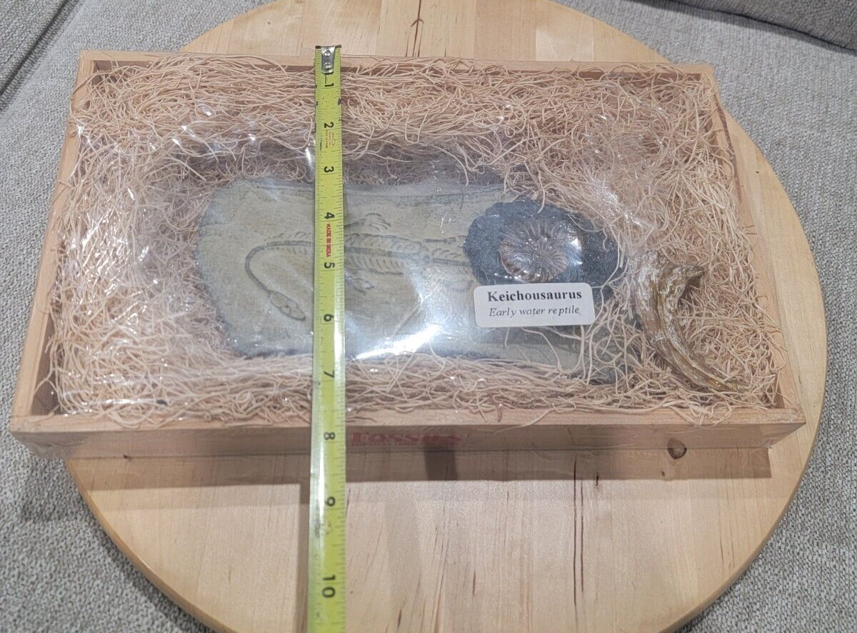 GeoCentral Keichousaurus, Ammonite, Raptor Claw - Fossils Replicas From The Past