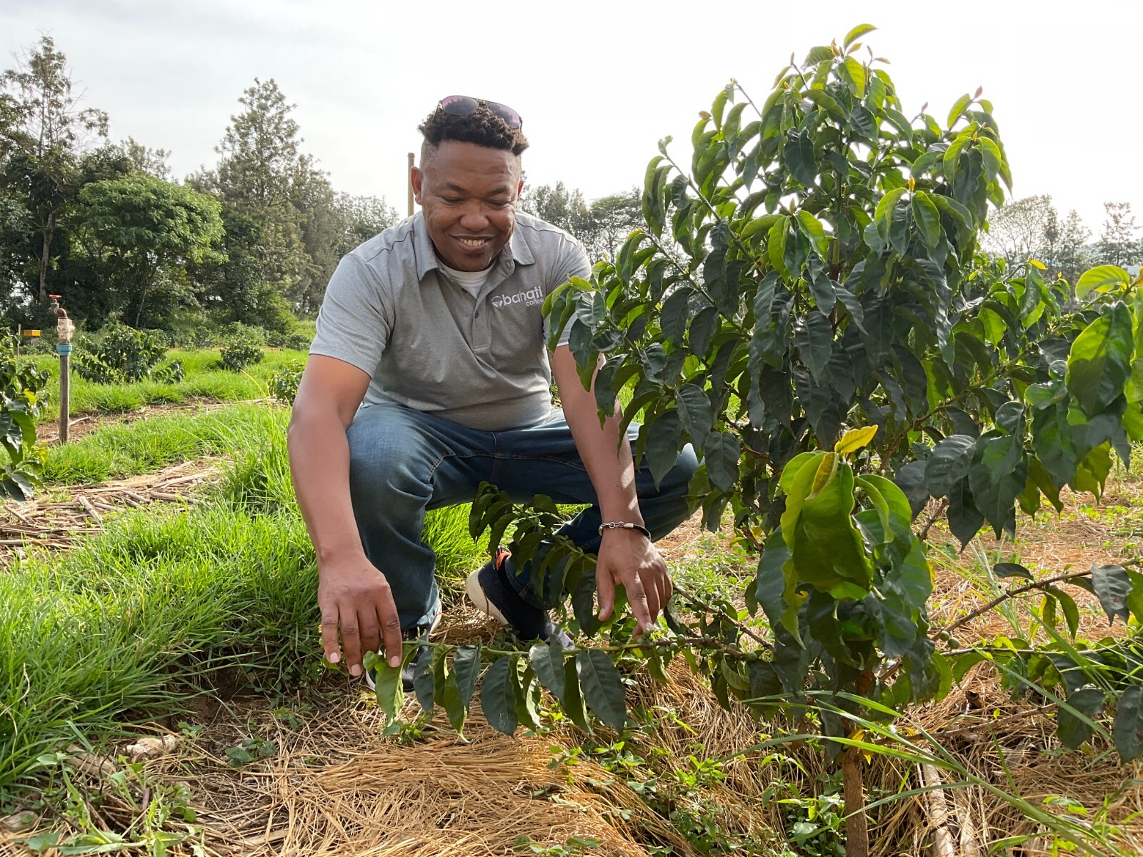 Kenya Peaberry Specialty Grade of Premium Arabica Green Coffee Beans