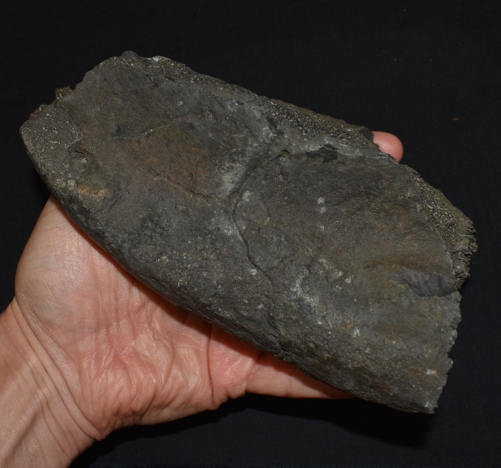 HUGE Fossil GIANT TORTOISE SHELL SECTIONS W/ 30 Osteoderms and 2 Fighting Spurs