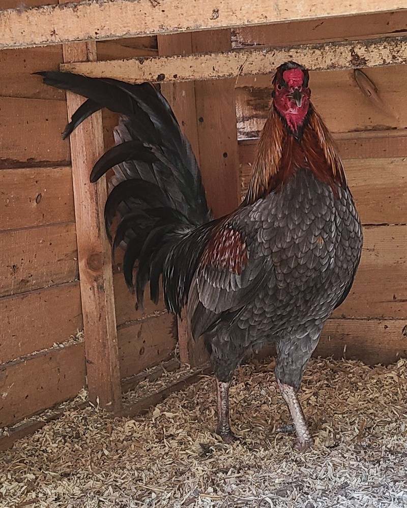 BLUE TOPPYS HATCHING EGGS 6+