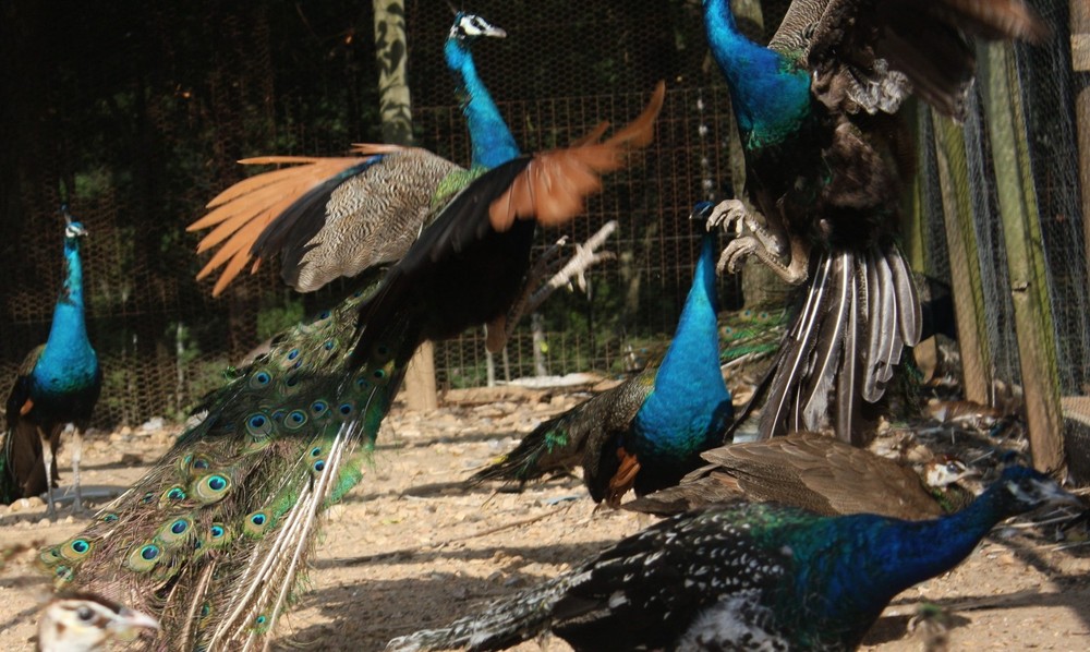 4 Peacock Hatching Eggs