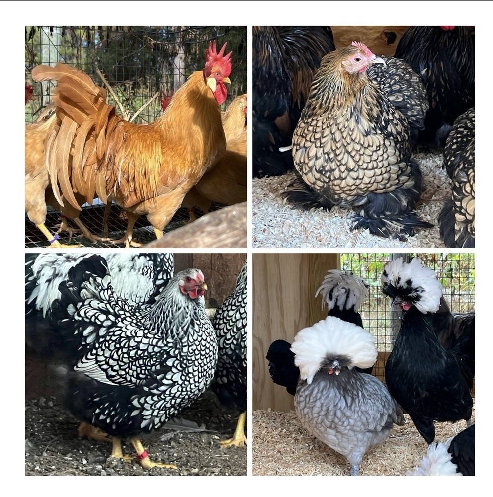 6+ Assorted Hatching Eggs from our Exhibition Stock