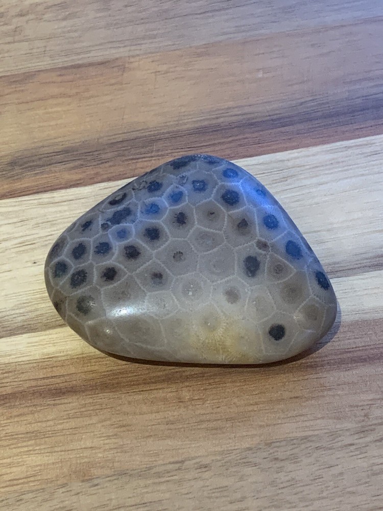 Petoskey Stone Polished