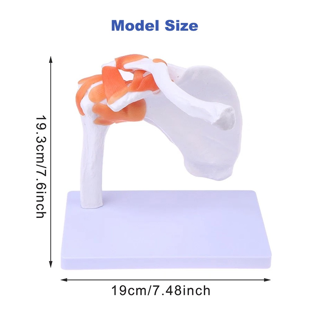 Shoulder Joint Model With Ligament Human Skeleton Bone Model Teaching Model