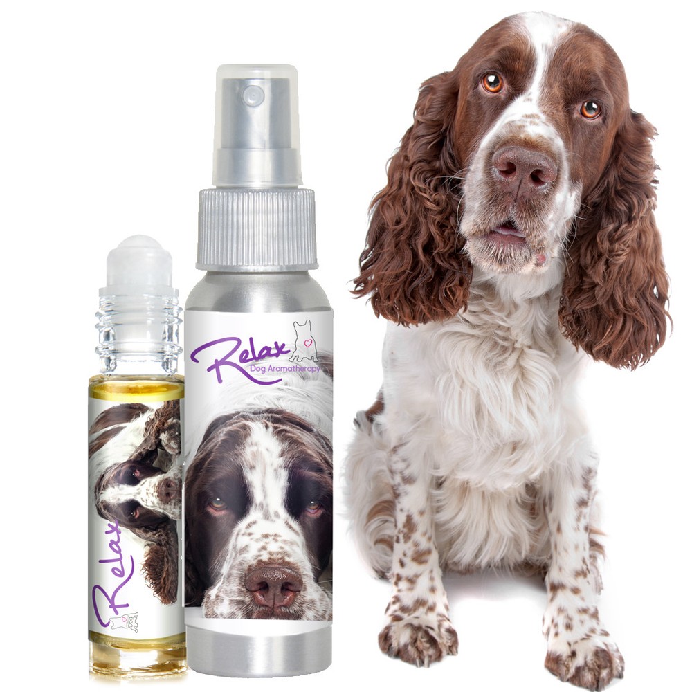 Is Your Springer Spaniel Afraid of Thunder? Fireworks? Try Relax Aromatherapy