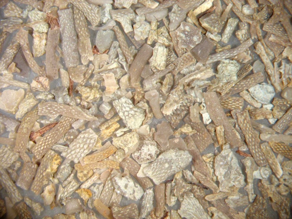 Devonian - Permian microfossil matrix ostracods foraminifera fossils 13 samples