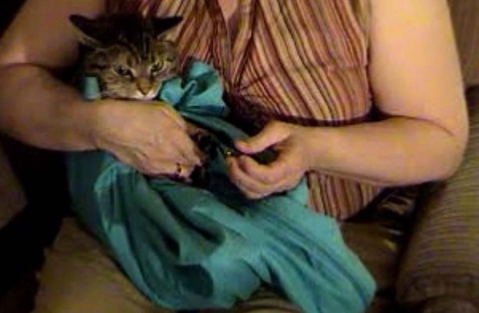 Cat-in-the-bag Cozy Comfort Carriers Gently Used