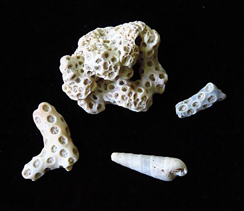 Fossilized Coral- Tarbell astraea, Branch Coral and Gastropod- Neogene Period