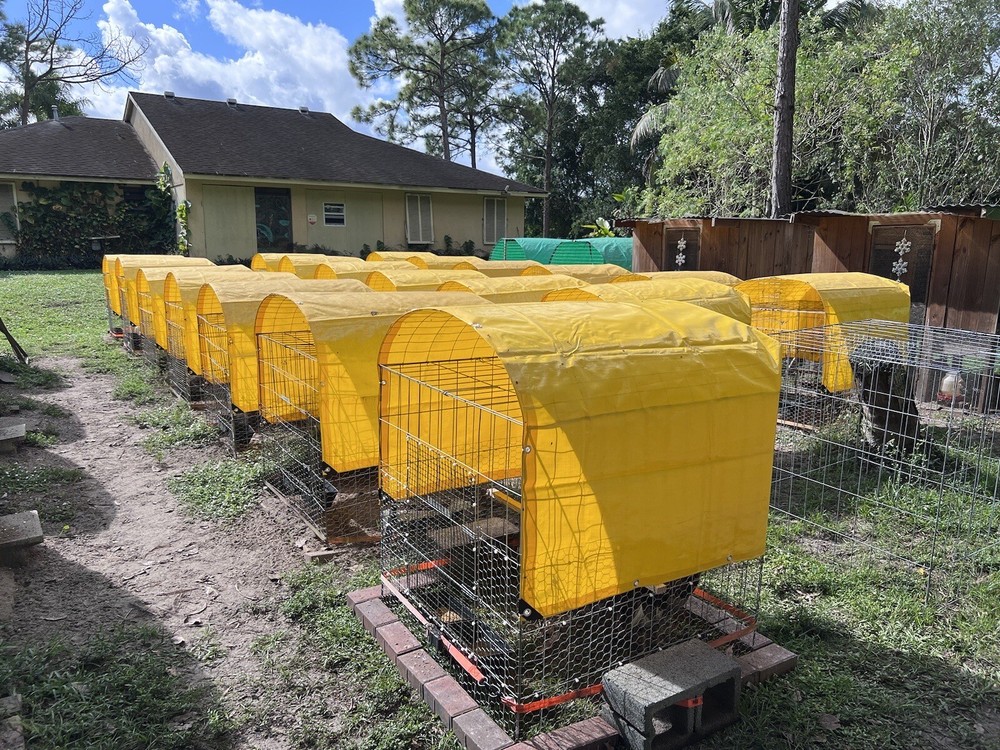 12 Plus Variety Hatching Eggs