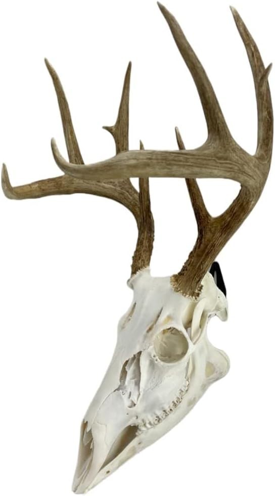 Versatile Skull Mounts for Deer, Bear & More - Cost-Effective Display Solution