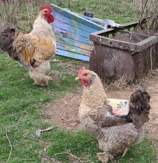 6 LARGE STANDARD Cochin Hatching Eggs ~ COLORS~CRELE POSSIBLE