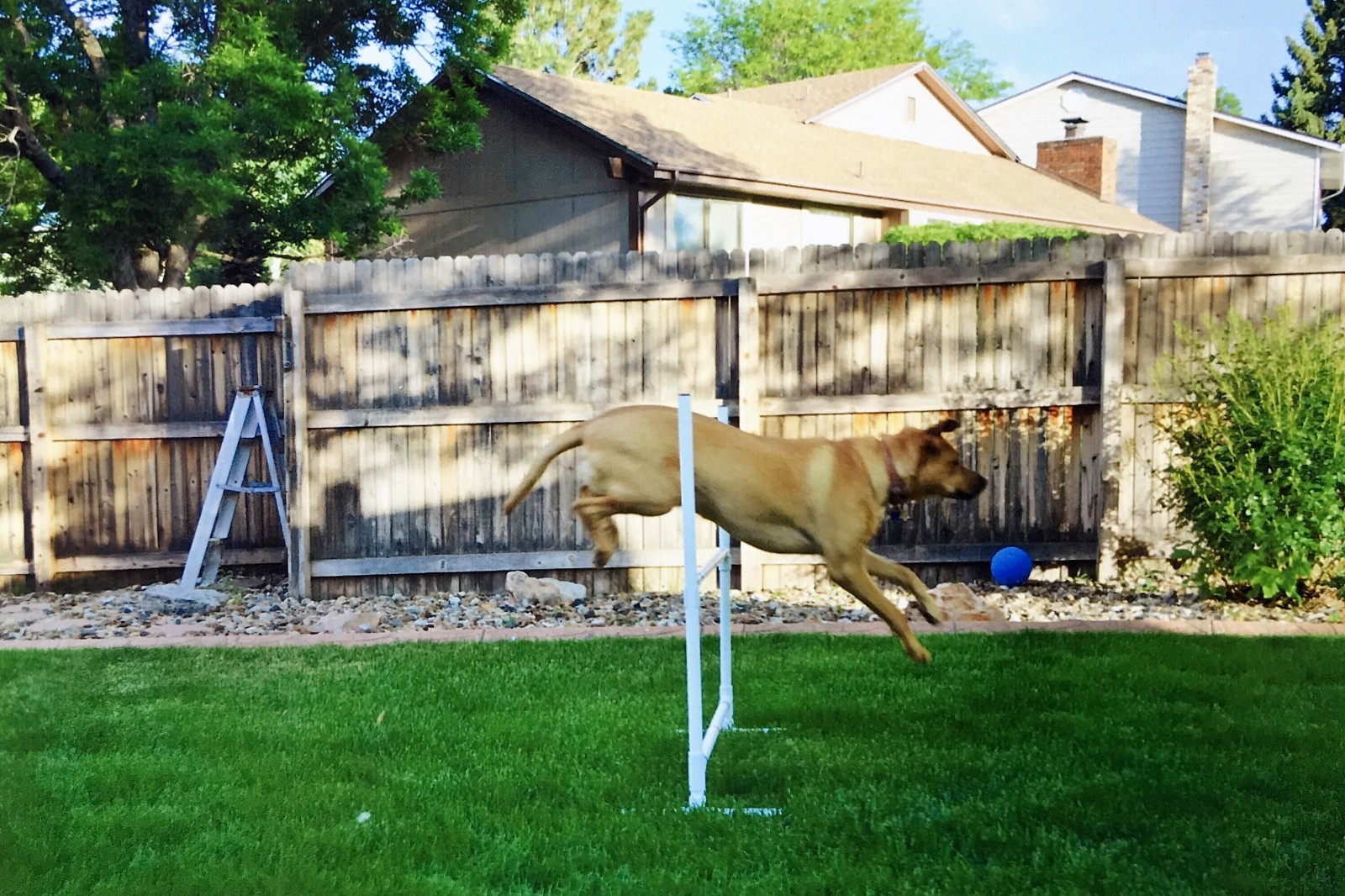 Dog Agility Equipment | Premium Single Bar Jumps | 2 Jumps total! ⭐⭐⭐⭐⭐