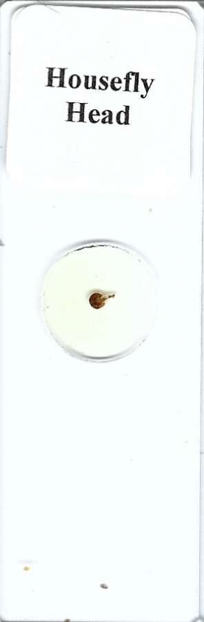 Housefly Head Microscope Slide