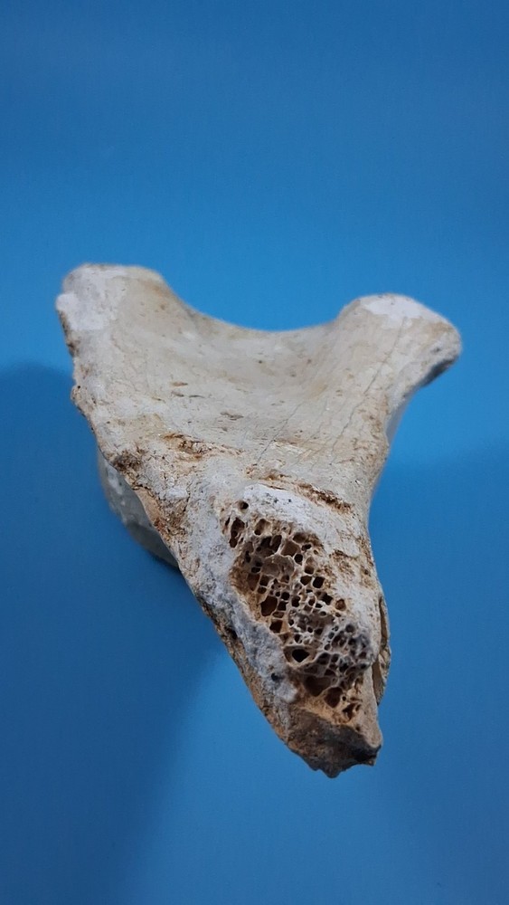 Fossil Horse Pelvic Ice Age