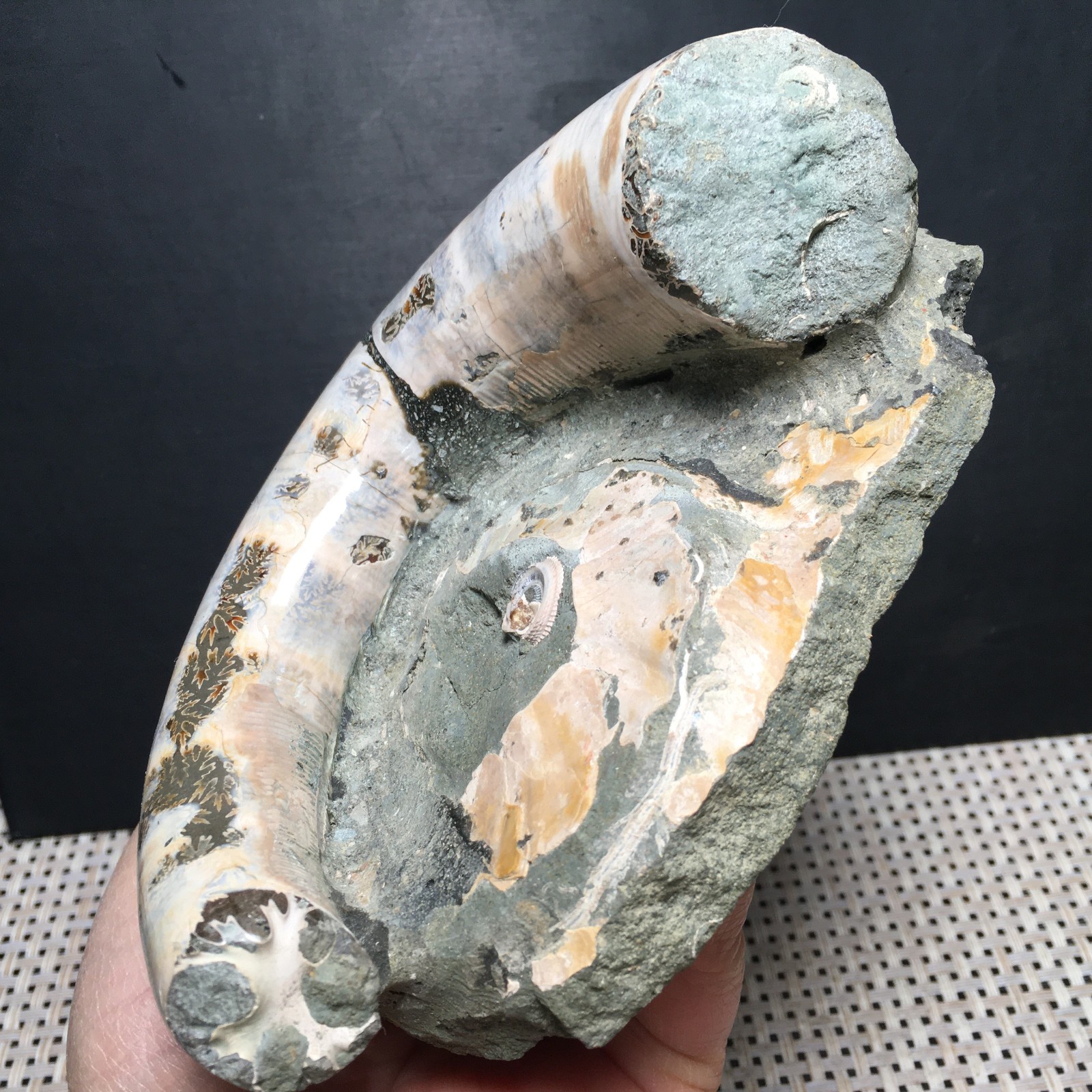 566g natural Carving Home Decoration Specimen Shell Healing md3748