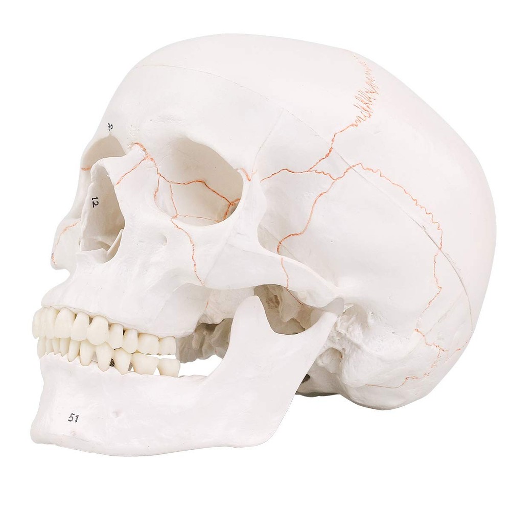 Human Skull Model, Numbered Skull Anatomy Model for Professionals, Students &...