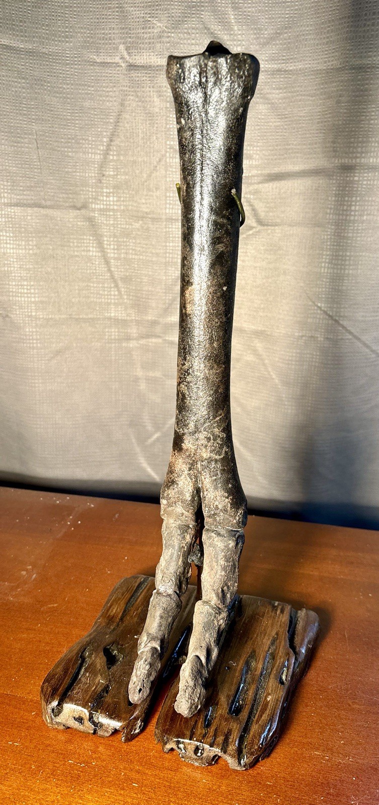 World Class Fossil Camel Leg Mount on Pecky Cypress Wood Stand Florida Fossils