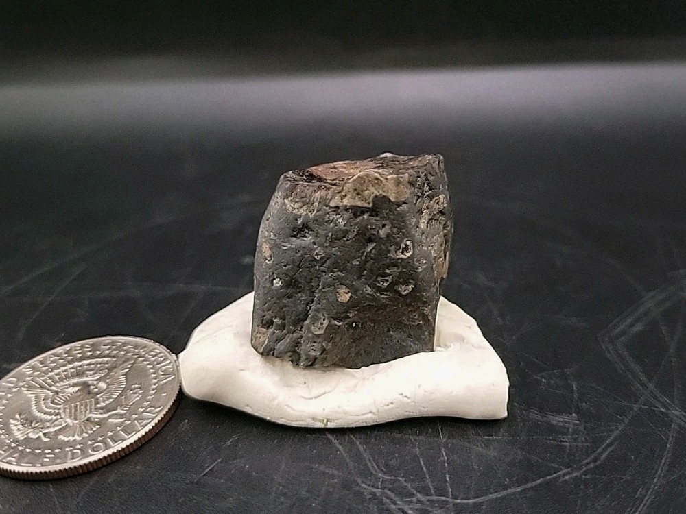 Fossil Dinosaur Tooth Unknown Species