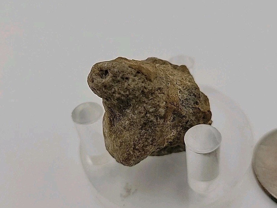 Real Permineralized Lizard 🦎 Egg Fossil