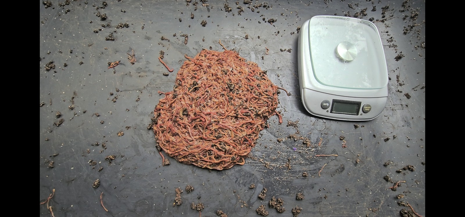 🪱Red Wiggler Worms 3/4 lbs. (approximately 750) Guaranteed Live Delivery🪱