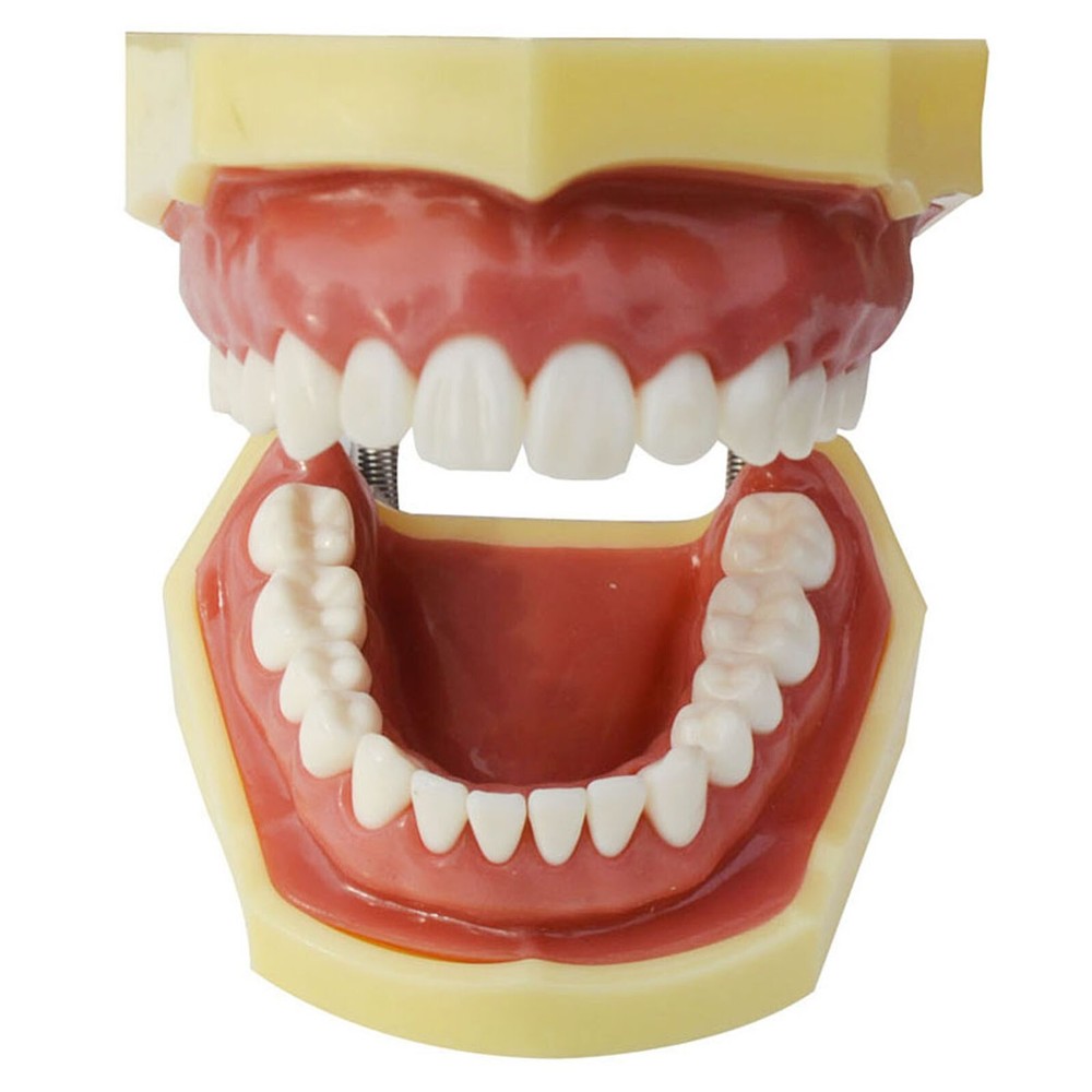 Teeth Model Detachable Practice Teaching Model Simulation Tooth Model
