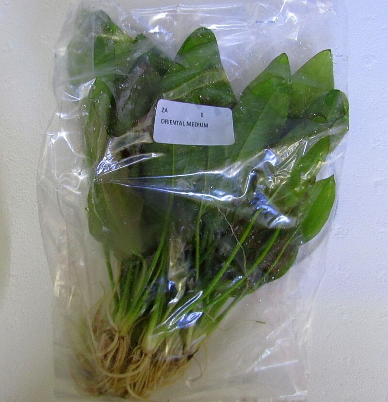 6 medium oriental sword plants