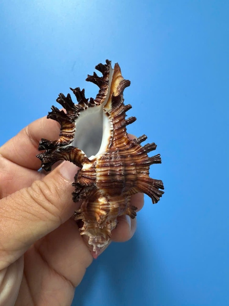 75.9mm | Chicoreus Palmarosae| Dark Color | Beautiful shell