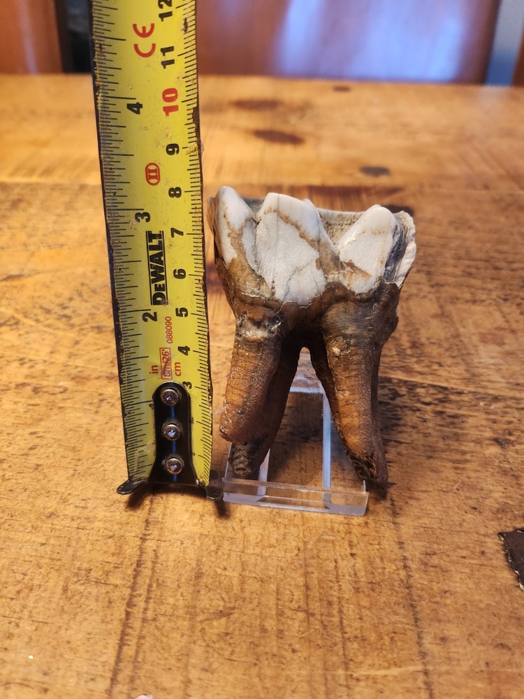 Fossilised tooth found in Happisbugh