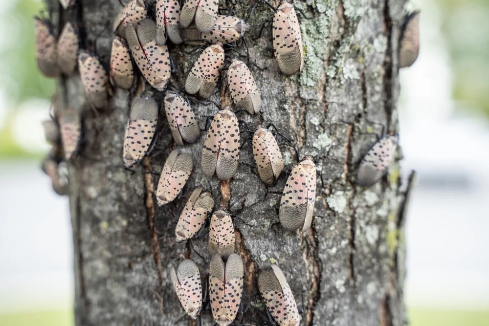 Spotted Lanternfly Trap