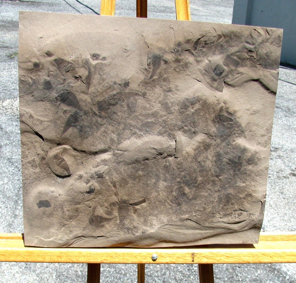 KILLER MULTIPLE EURYPTERID FOSSIL PLATE- 12 OR MORE JUVENILE EURYPTERUS REMIPES!