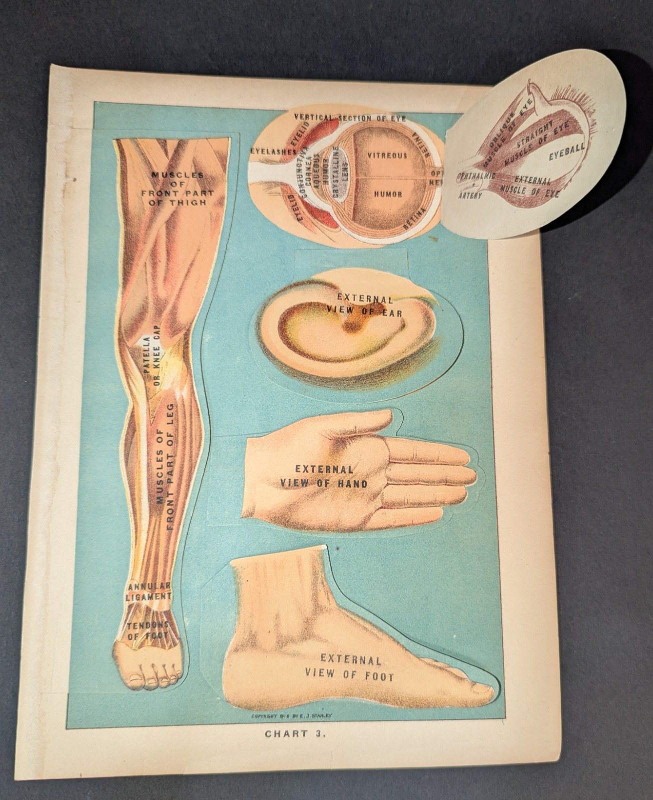 Antique Medical Book Plate Layered Anatomy of Eye Ear Hand Foot Leg E J Stanley