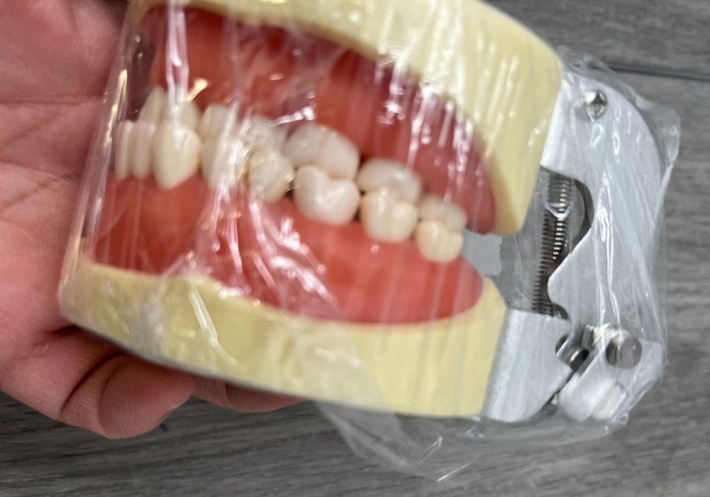 Dental Typodont Teeth Model Suitable for Teaching, Practice, Study (Model Only)