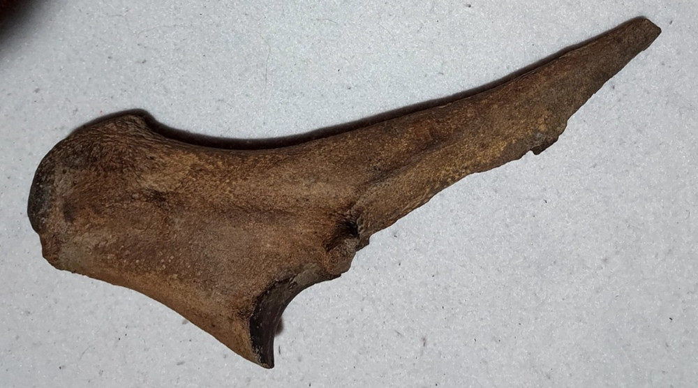 Ice Age Bison Left Ulna Bone Fossil