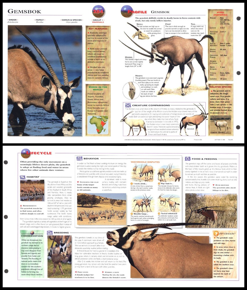 Fold-Out Sheet - Gemsbok - 284