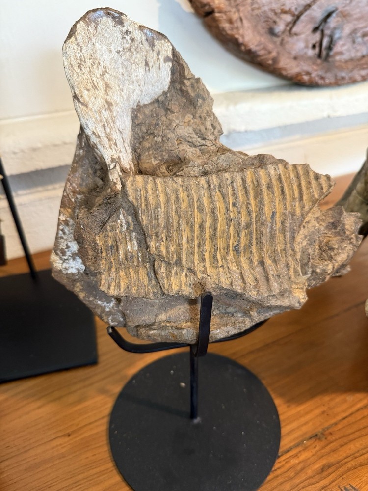 Hadrosaurus Fossil Jaw With Tooth