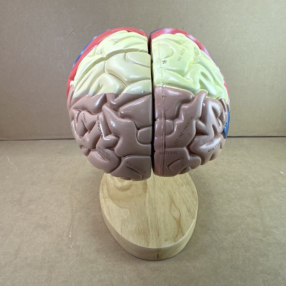 Human Brain Model with Laser-Engraved Numbers and Labeling | Includes Case/Stand