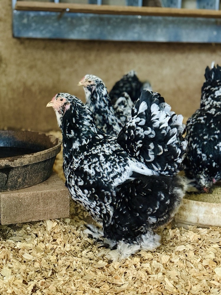 12++ MOTTLED Brahma Hatching Eggs
