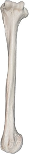Human Humerus Bone Model Left