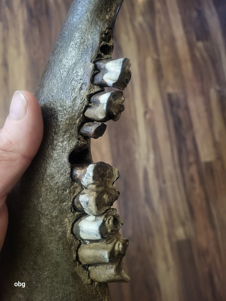 Historic Bison lower jaw bone buffalo