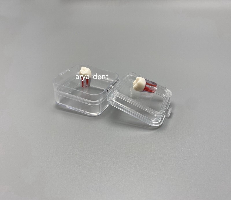 Denture Tooth Hinged Display Box Dental Storage Boxes Membrane Veneer Crown Case