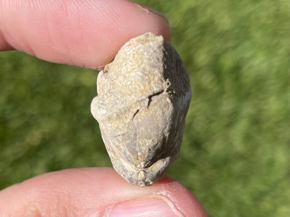 Germany Fossil Brachiopod Dicamara plebeia Devonian Age Shell